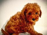 Red Brown Kore Asilli Show Duzey Toy Poodle Yavrumuz
