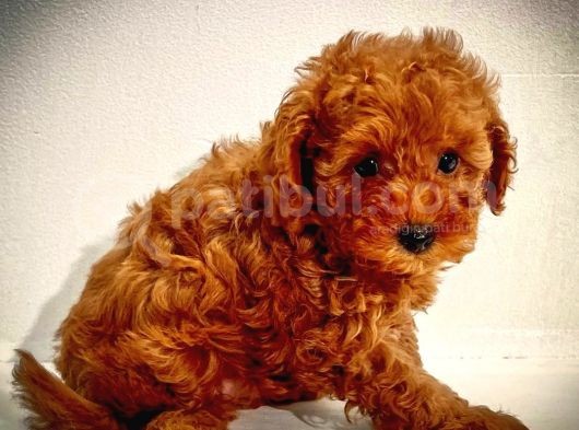 Red Brown Kore Asilli Show Duzey Toy Poodle Yavrumuz görsel