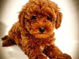 Red Brown Kore Asilli Show Duzey Toy Poodle Yavrumuz