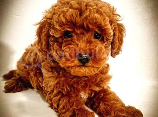 Red Brown Kore Asilli Show Duzey Toy Poodle Yavrumuz