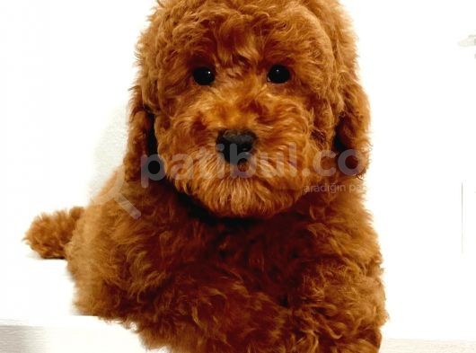 Saglik Ve Irk Garanti̇li̇ Red Toy Poodle Yavrumuz görsel