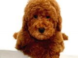 Saglik Ve Irk Garanti̇li̇ Red Toy Poodle Yavrumuz