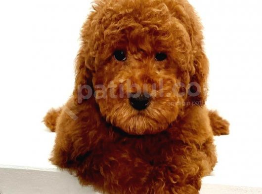 Saglik Ve Irk Garanti̇li̇ Red Toy Poodle Yavrumuz görsel
