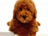 Saglik Ve Irk Garanti̇li̇ Red Toy Poodle Yavrumuz
