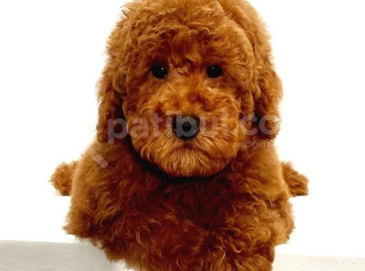 Saglik Ve Irk Garanti̇li̇ Red Toy Poodle Yavrumuz