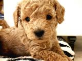 Gercek Toy Poodle Bebeklerimiz