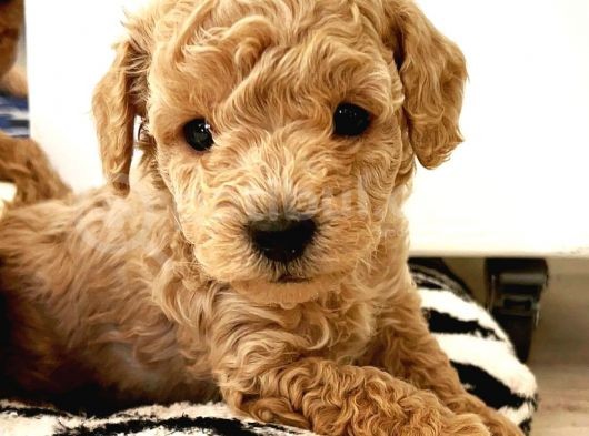 Gercek Toy Poodle Bebeklerimiz görsel