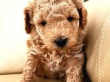 Gercek Toy Poodle Bebeklerimiz
