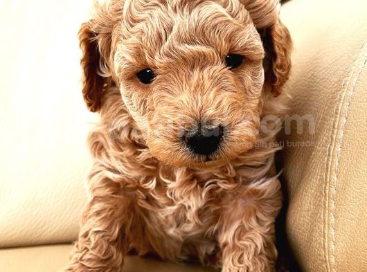 Gercek Toy Poodle Bebeklerimiz görsel