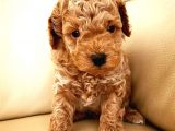 Gercek Toy Poodle Bebeklerimiz