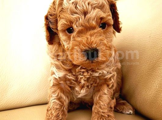 Gercek Toy Poodle Bebeklerimiz görsel