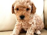 Gercek Toy Poodle Bebeklerimiz