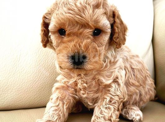 Gercek Toy Poodle Bebeklerimiz
