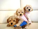 Güzeller Güzeli̇ Toy Poodle Bebeklerimiz