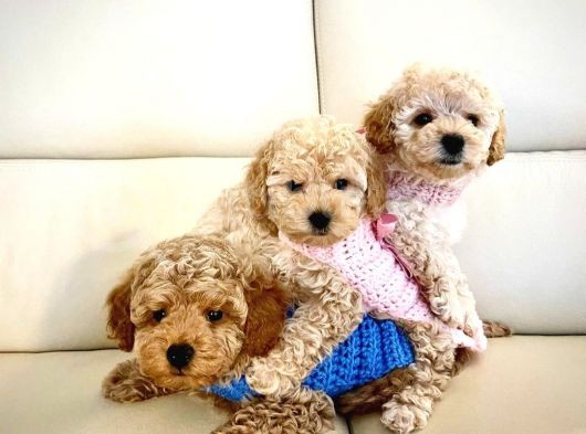 Güzeller Güzeli̇ Toy Poodle Bebeklerimiz