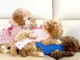 Güzeller Güzeli̇ Toy Poodle Bebeklerimiz