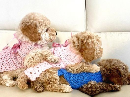 Güzeller Güzeli̇ Toy Poodle Bebeklerimiz görsel