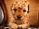Red Toy Poodle Micro Teacup Bebeği̇mi̇z