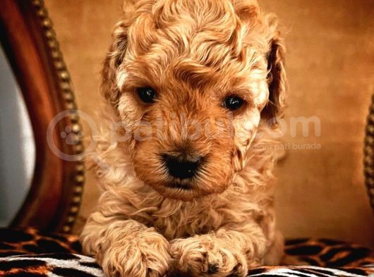 Red Toy Poodle Micro Teacup Bebeği̇mi̇z görsel
