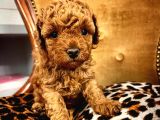 Red Toy Poodle Micro Teacup Bebeği̇mi̇z