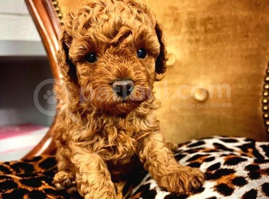 Red Toy Poodle Micro Teacup Bebeği̇mi̇z