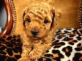 Red Toy Poodle Micro Teacup Bebeği̇mi̇z