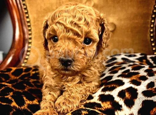 Red Toy Poodle Micro Teacup Bebeği̇mi̇z görsel