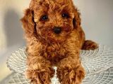 Red Toy Poodle Yavrumuz