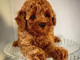 Red Toy Poodle Yavrumuz