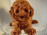 Red Toy Poodle Yavrumuz