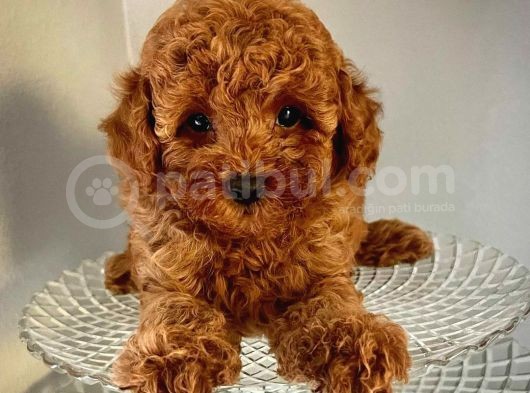 Red Toy Poodle Yavrumuz