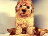 Efsanevi Kali̇tedeki̇ Toy Poodle Yavrumuz