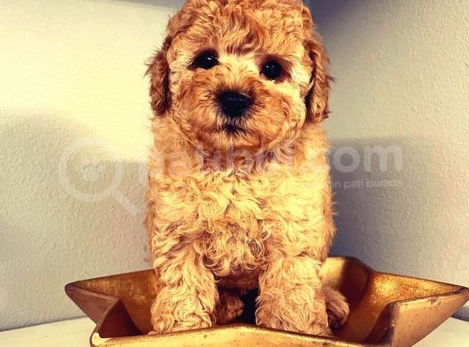 Efsanevi Kali̇tedeki̇ Toy Poodle Yavrumuz görsel