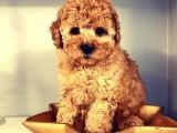 Efsanevi Kali̇tedeki̇ Toy Poodle Yavrumuz