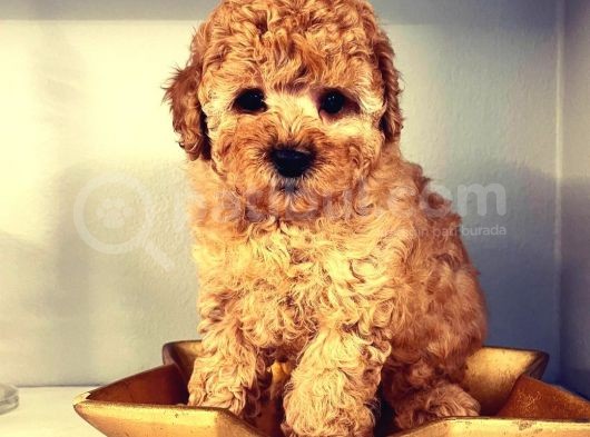 Efsanevi Kali̇tedeki̇ Toy Poodle Yavrumuz görsel