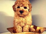 Efsanevi Kali̇tedeki̇ Toy Poodle Yavrumuz