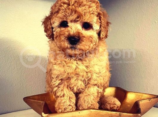 Efsanevi Kali̇tedeki̇ Toy Poodle Yavrumuz
