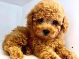 Mukemmel Yapidaki̇ Toy Poodle Yavrumuz