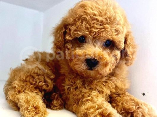 Mukemmel Yapidaki̇ Toy Poodle Yavrumuz görsel
