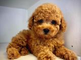 Mukemmel Yapidaki̇ Toy Poodle Yavrumuz