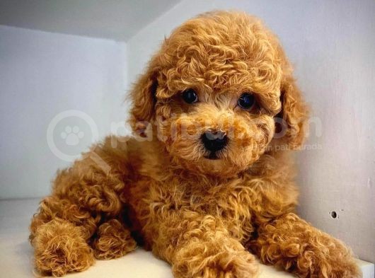 Mukemmel Yapidaki̇ Toy Poodle Yavrumuz