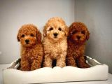 Cok Saglikli Ve Oyuncu Toy Poodle Bebeklerimiz