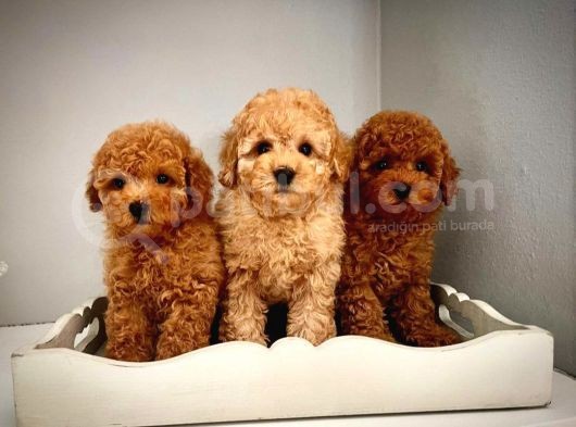 Cok Saglikli Ve Oyuncu Toy Poodle Bebeklerimiz görsel