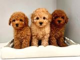 Cok Saglikli Ve Oyuncu Toy Poodle Bebeklerimiz