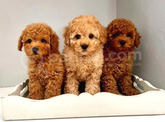 Cok Saglikli Ve Oyuncu Toy Poodle Bebeklerimiz görsel