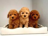 Cok Saglikli Ve Oyuncu Toy Poodle Bebeklerimiz