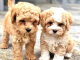 Efsane Guzellikteki Ust Duzey Toy Poodle Yavrularimiz
