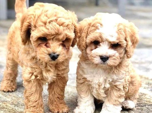 Efsane Guzellikteki Ust Duzey Toy Poodle Yavrularimiz