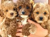Efsane Guzellikteki Ust Duzey Toy Poodle Yavrularimiz