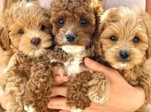 Efsane Guzellikteki Ust Duzey Toy Poodle Yavrularimiz görsel